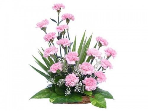 Fresh Pink Carnations Bouquet