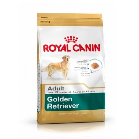 Golden Retriever Adult