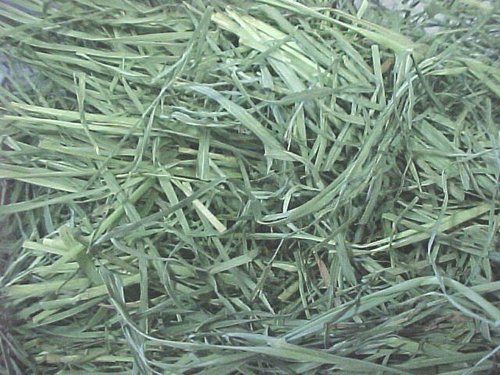 Grass Hay