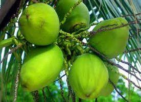 Tender Coconut