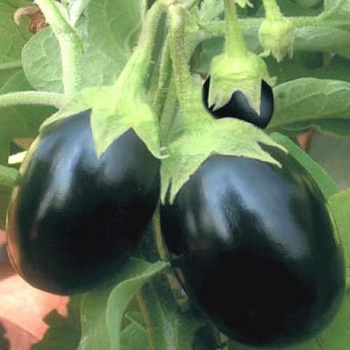 Golden Brinjal