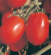 Tomato Seeds