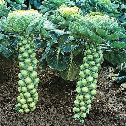 Brussels Sprout