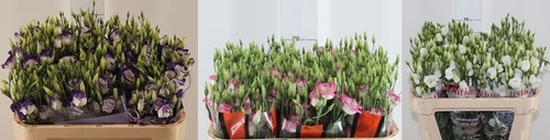 Eustoma