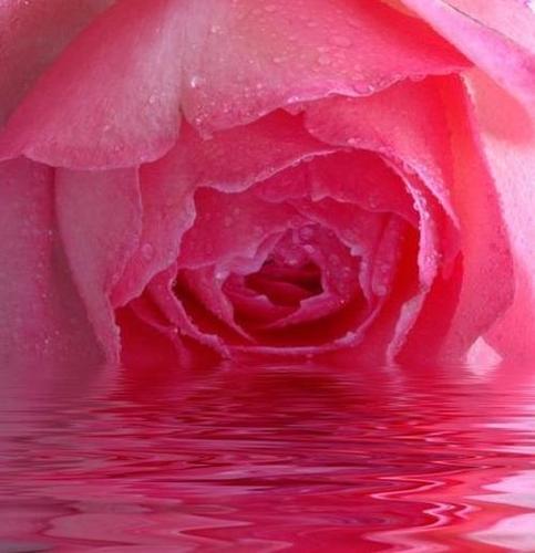 Rose Water