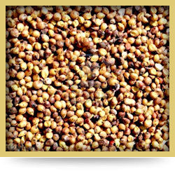 Sorghum