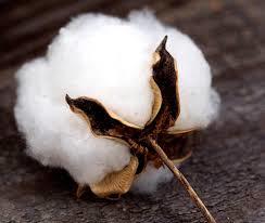 Fresh Raw Cotton