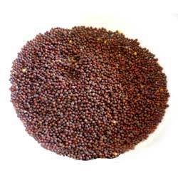 Mustard Seeds