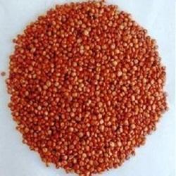 Sorghum Sudan Grass Seeds