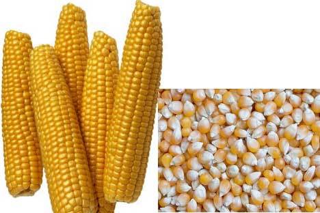 Maize Seeds