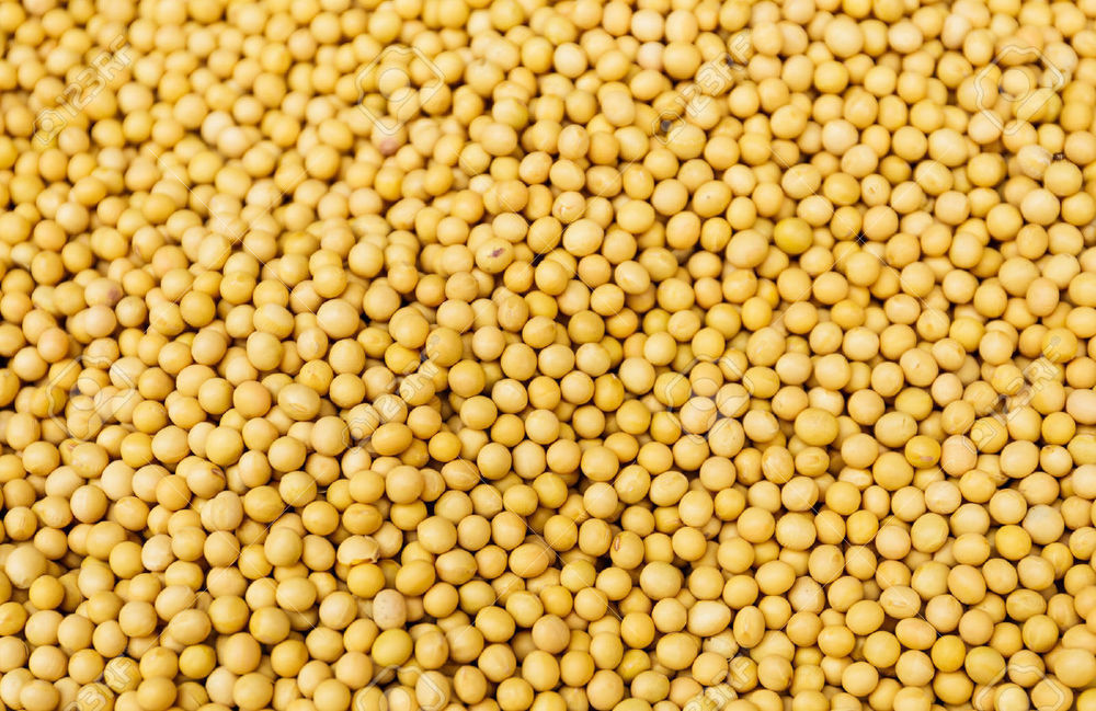 Yellow Mustard Seeds