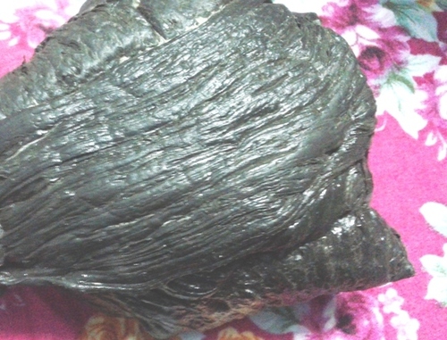 Plastic Gulla