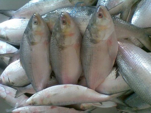 Frozen and Chilled Hilsa Ilisha Fish