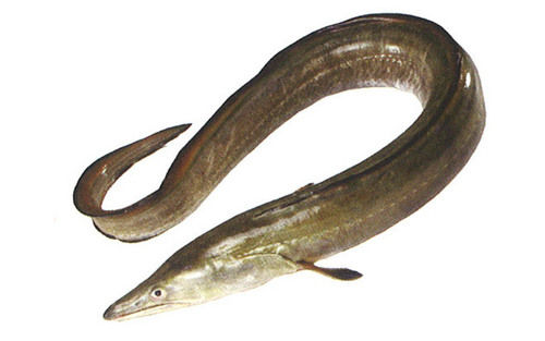 Indian Conger EEL