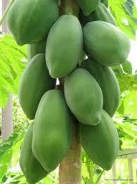 Organic Papaya