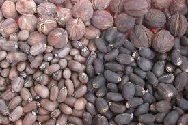 Jatropha Seeds