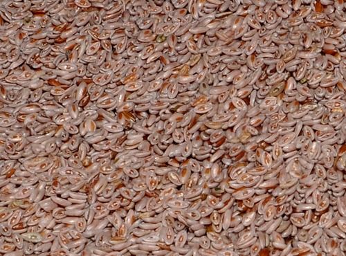 Premium Grade Isabgoal Seed for Used as A Dietary Fiber