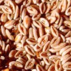 Psyllium Seeds 