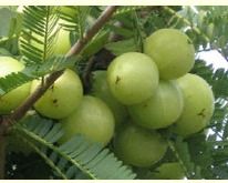 Amla