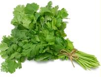 Coriander Leaves