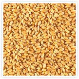 Badani Wheat