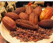 Cocoa Bean Extract