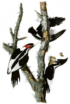 Campephilus Birds Painting