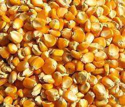 Corn - High Nutritional Value Grains | Pure, Fresh, Suitable for Human and Animal Consumption, Ideal for Food Industry Use