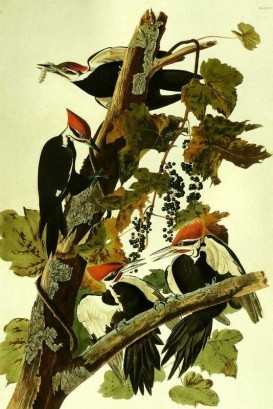 John James Birds Painting