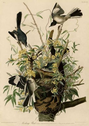 Mocking Bird Painting