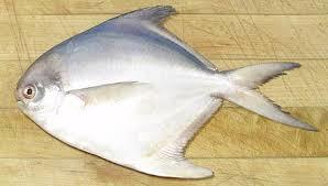Pomfret Fish - Freshly Sourced Rich in Protein and Nutrients | High-Quality Packing for Optimal Taste
