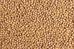 Sorghum - High-Quality Dry Grain | Nutrient-Rich, 1% Max Admixture, 15% Max Moisture, 4% Max Unhulled