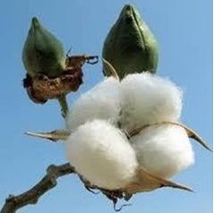 Cotton Fibers