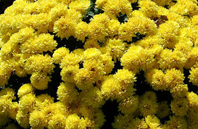 Fresh Flowers - Exotic Varieties, Freshly Harvested from Controlled Greenhouse Conditions, Eco-Friendly and Budget-Friendly