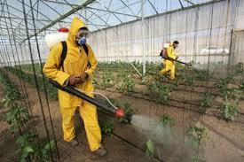 Pesticides Service By VIJAY PEST CONTROL SERVICE