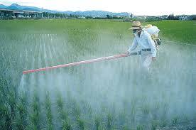 Pesticides Services By VIJAY PEST CONTROL SERVICE