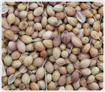 Coriander Seeds Eagle