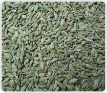Europe Quality Fennel Seeds