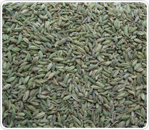 Singapore Quality Fennel Seeds
