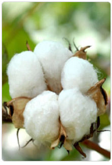 Cotton Fibre