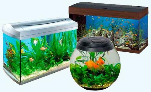 Fish Aquarium