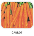 Carrot