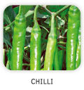 Green Chilli