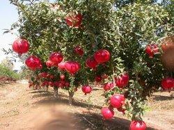 Pomegranate Plants