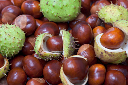 Iqf Blanched / Roasted Chestnut