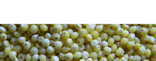 Green Millet