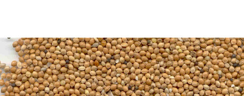 Hulled Millet