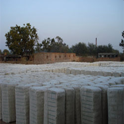 Raw Cotton and Cotton Waste