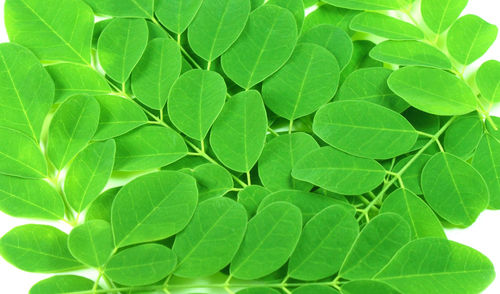 Moringa Leaf