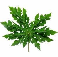 Papaya Leaf Powder